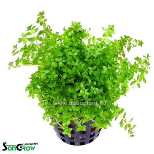 Micranthemum micranthemoides - Zierliches Perlenkraut im topf